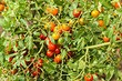 Что сажать после томатов в следующем году: 6 подходящих культур
