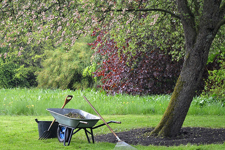 6 лучших вариантов, чем подкормить плодовые деревья осенью