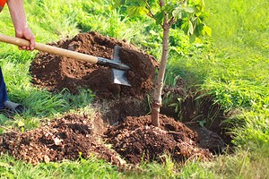 Посадка деревьев осенью: все тонкости, правила и инструкция для садовода