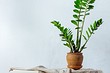 Цветок замиокулькас: выращивание и уход в домашних условиях