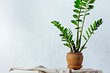 Květ Zamioculcas: pěstování a péče doma