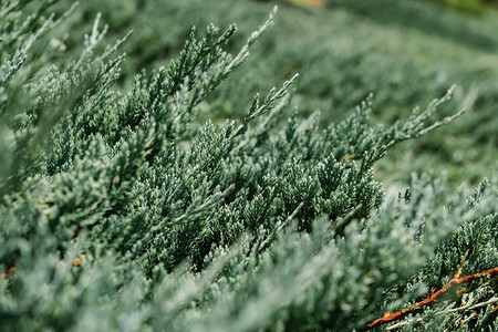 Белый налет на кедре: лечение этой болезни и способы профилактики