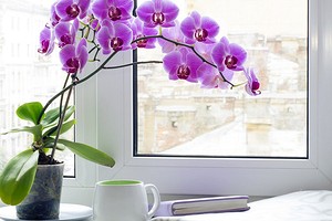 Вызов для цветовода: 7 капризных, но очень красивых комнатных растений