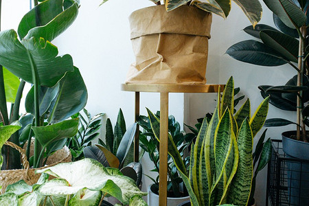 9 крупных и эффектных комнатных растений, за которыми легко ухаживать