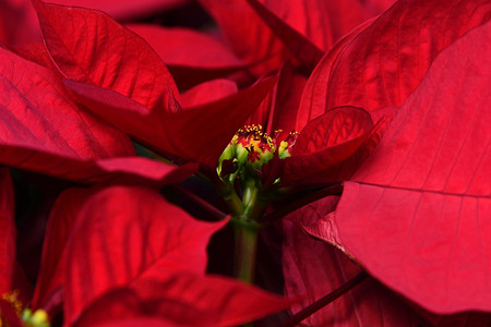 5 комнатных растений, которые нельзя покупать в декабре (и почему)