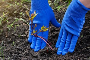 Советы садоводу: зачем нужна пересадка пионов осенью и как все сделать правильно