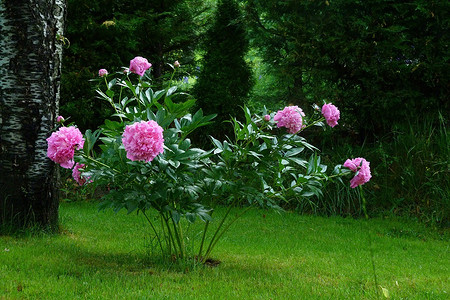 Советы садоводу: зачем нужна пересадка пионов осенью и как все сделать правильно