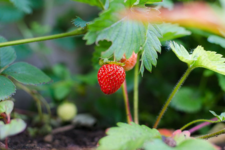 6 простых шагов для подготовки клубники к зиме