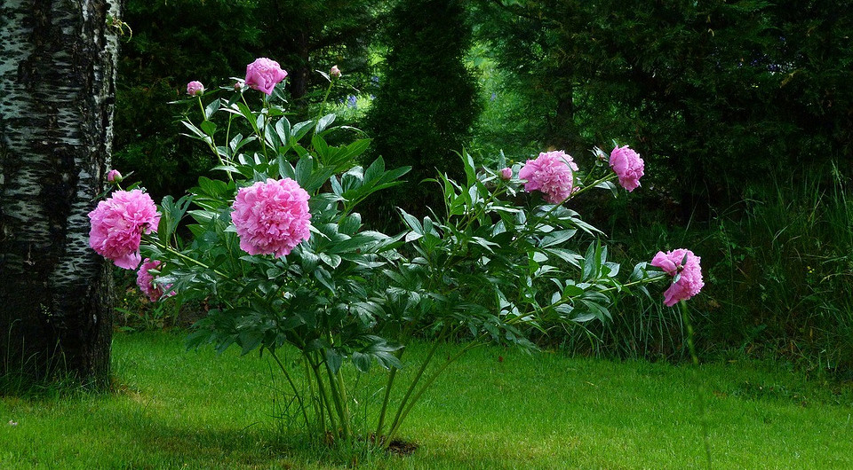 Советы садоводу: зачем нужна пересадка пионов осенью и как все сделать правильно