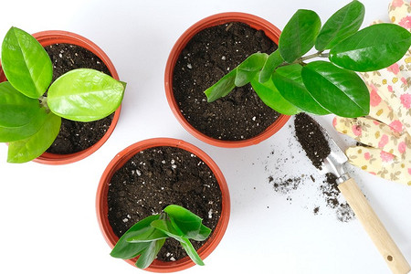 Размножение замиокулькаса: как вырастить дома стильный цветок бесплатно