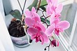 Как ухаживать за орхидеей, чтобы она долго радовала своей красотой