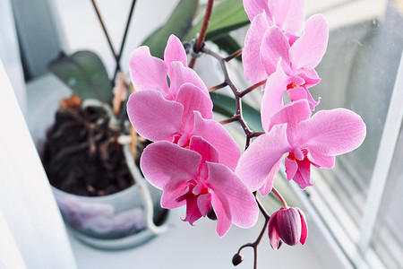 Как ухаживать за орхидеей, чтобы она долго радовала своей красотой
