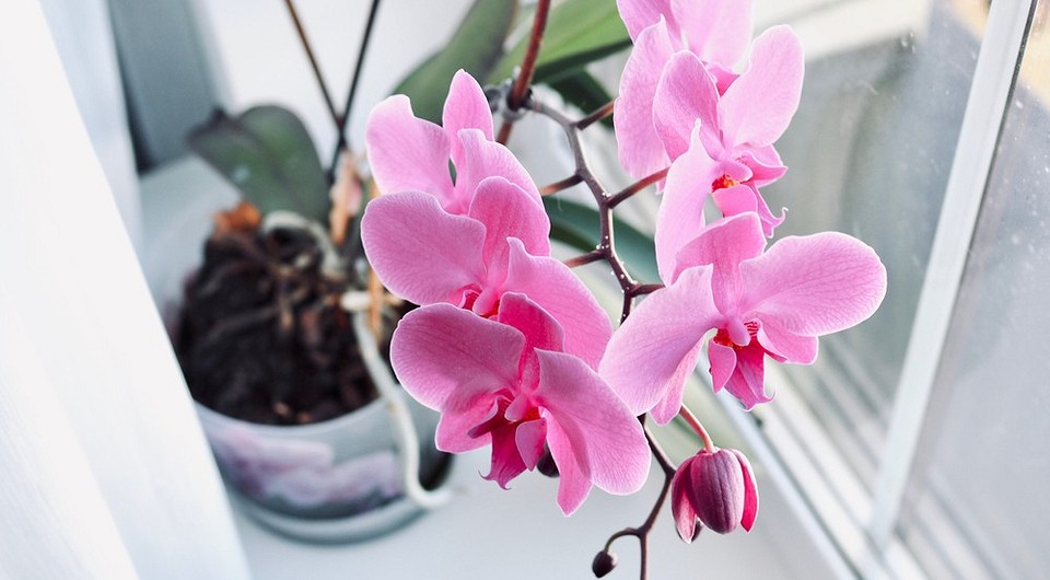 Орхидея уход — Создайте подходящий микроклимат для растения