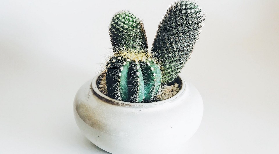 5 проблем, которые могут возникнуть даже с неубиваемыми комнатными растениями