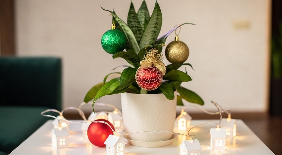 6 красивых способов включить комнатные растения в новогодний декор