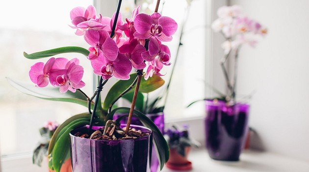 11 самых красивых видов орхидей для дома