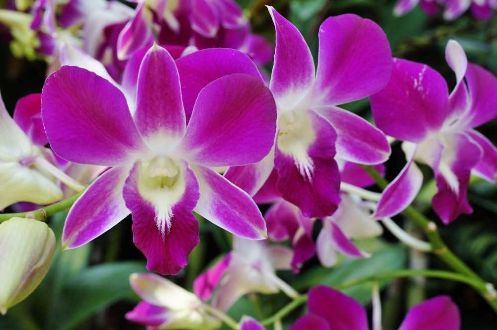 Tiestos para orquideas