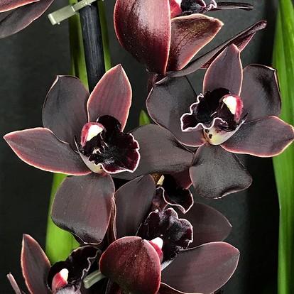 Виды орхидей: описание с фото и названиями | ivd.ru