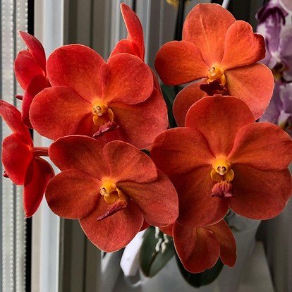 Виды орхидей: описание с фото и названиями | ivd.ru
