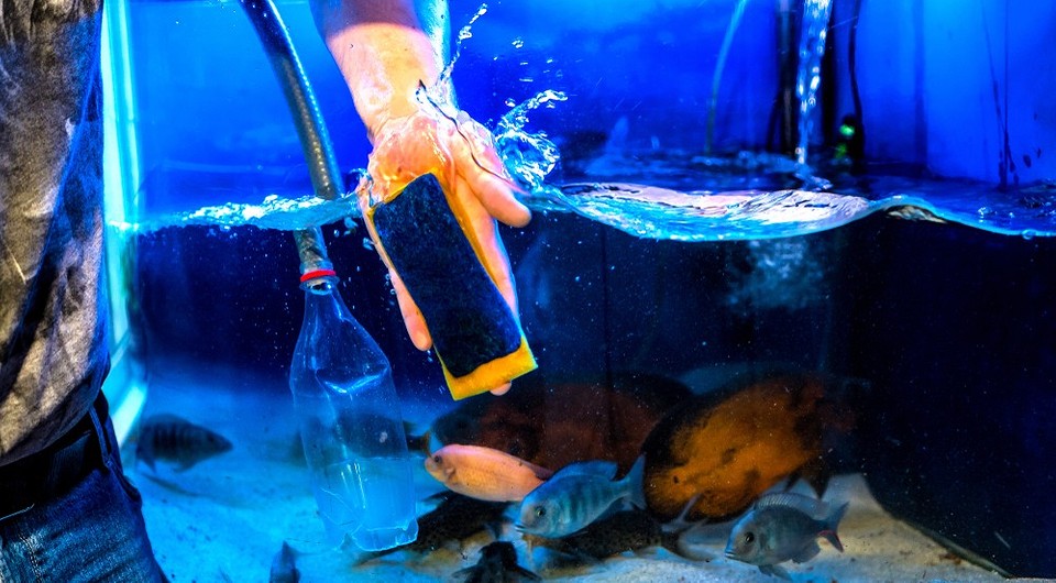 Как почистить аквариум: пошаговая инструкция, как правильно мыть | ivd.ru