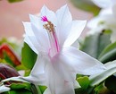 Комнатный цветок шлюмбергера (декабрист) – уход в домашних условиях, пересадка, фото
