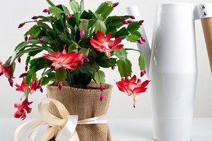 Комнатный цветок шлюмбергера (декабрист) – уход в домашних условиях, пересадка, фото