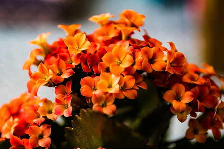 Почему не цветет каланхоэ: 5 причин (и как их исправить)