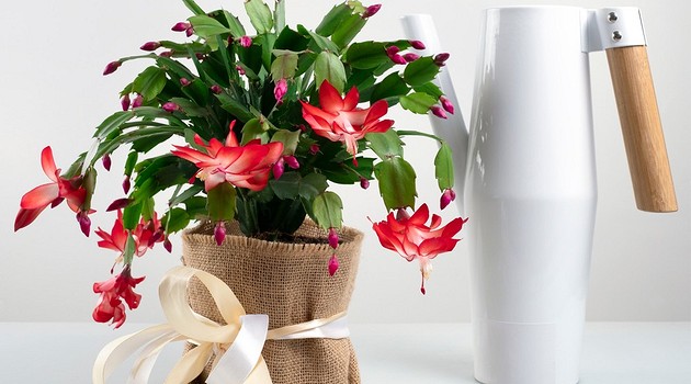 Цветок декабрист: выращивание и уход в домашних условиях