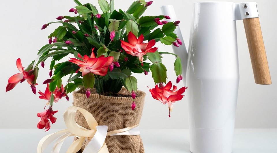 Цветок декабрист: выращивание и уход в домашних условиях