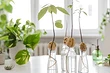 Как вырастить авокадо из косточки в домашних условиях: подробная инструкция
