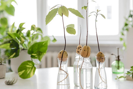 Как вырастить авокадо из косточки в домашних условиях: подробная инструкция