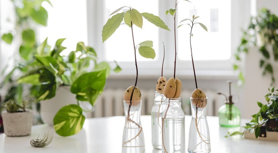 Как вырастить авокадо из косточки в домашних условиях: пошаговая инструкция  | ivd.ru