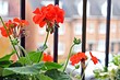 7 круглогодичных растений для открытых балконов