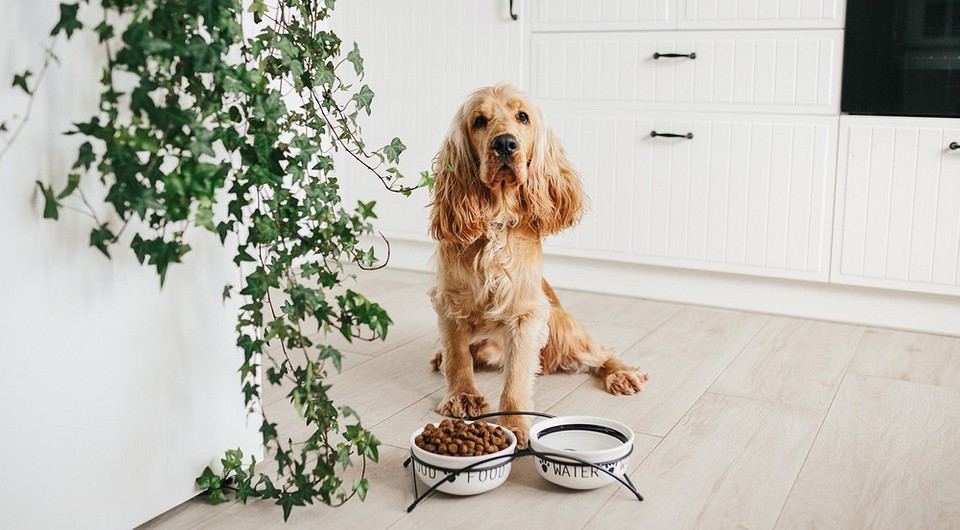 8 красивых вариантов хранения аксессуаров для питомцев в доме 8 красивых вариантов хранения аксессуаров для питомцев в доме