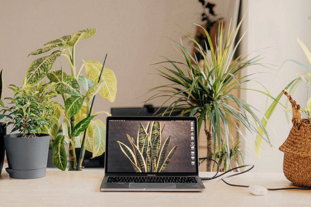 9 комнатных растений, которые стоит поставить на рабочий стол