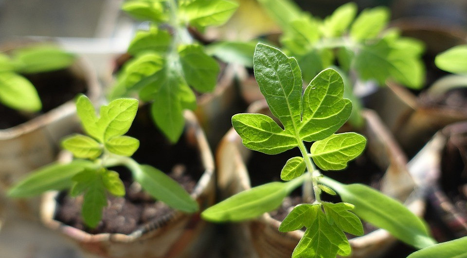 8 дачных дел, с которыми нужно успеть до конца марта