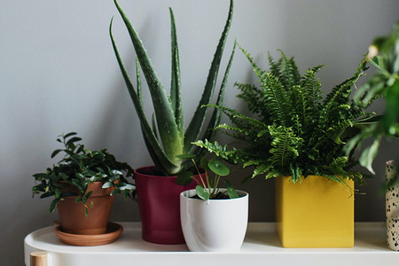 Выбираем идеальное кашпо: 8 важных советов и антитренды, которые испортят интерьер