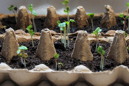 6 ошибок при выращивании рассады, которые сведут на нет все усилия