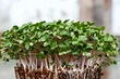 Выращивание микрозелени в домашних условиях: 4 простых способа