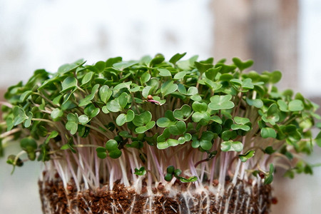 Выращивание микрозелени в домашних условиях: 4 простых способа