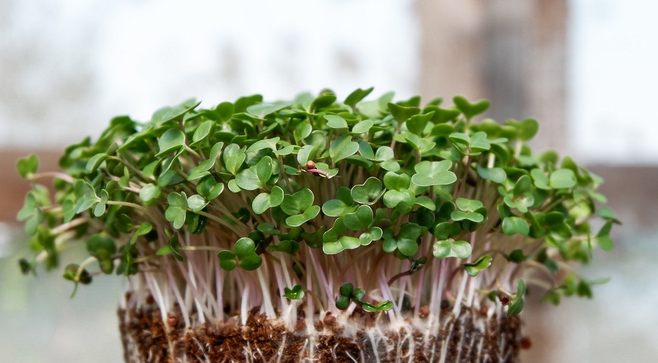Выращивание микрозелени в домашних условиях: 4 простых способа