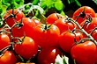 9 лучших сортов томатов для теплицы