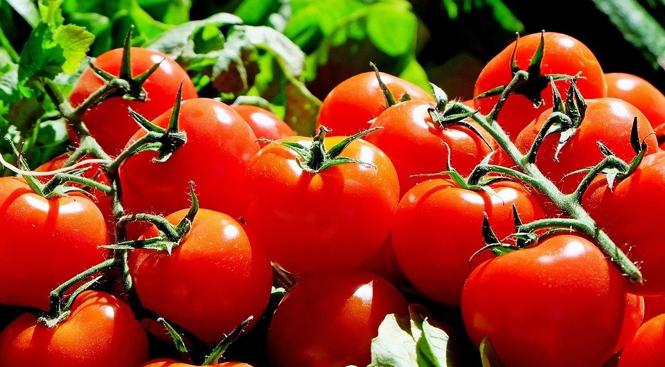 самые урожайные сорта томатов для теплицы