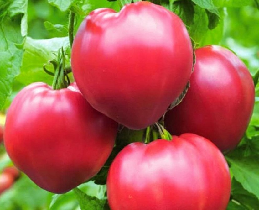 крупные помидоры для теплицы сорта лучшие