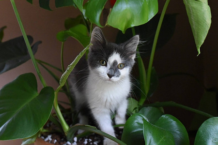 6 комнатных растений, которые безопасны для детей и домашних питомцев