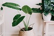 6 растений с крупными листьями, которые сделают вашу квартиру самой стильной