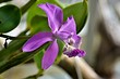 Как «заставить» цвести орхидею: 6 советов, которые помогут
