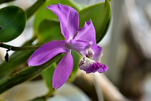 Как «заставить» цвести орхидею: 6 советов, которые помогут