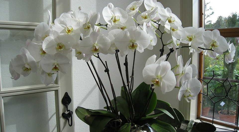 Цветонос из точки роста у орхидеи - это не приговор.