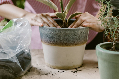 7 ошибок при пересадке растений, которые могут их погубить